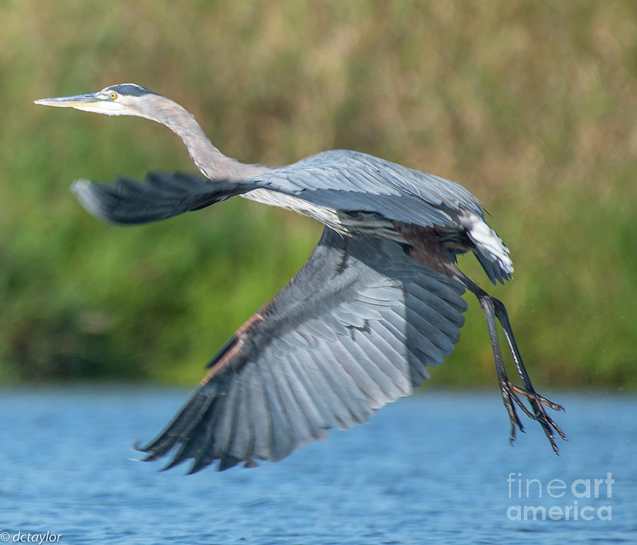  Away The Heron Goes Photograph by David Taylor