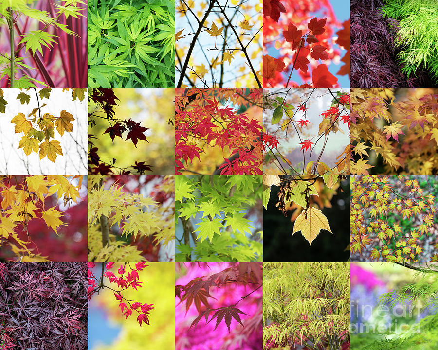 Fall Photograph - Awesome Acer by Tim Gainey