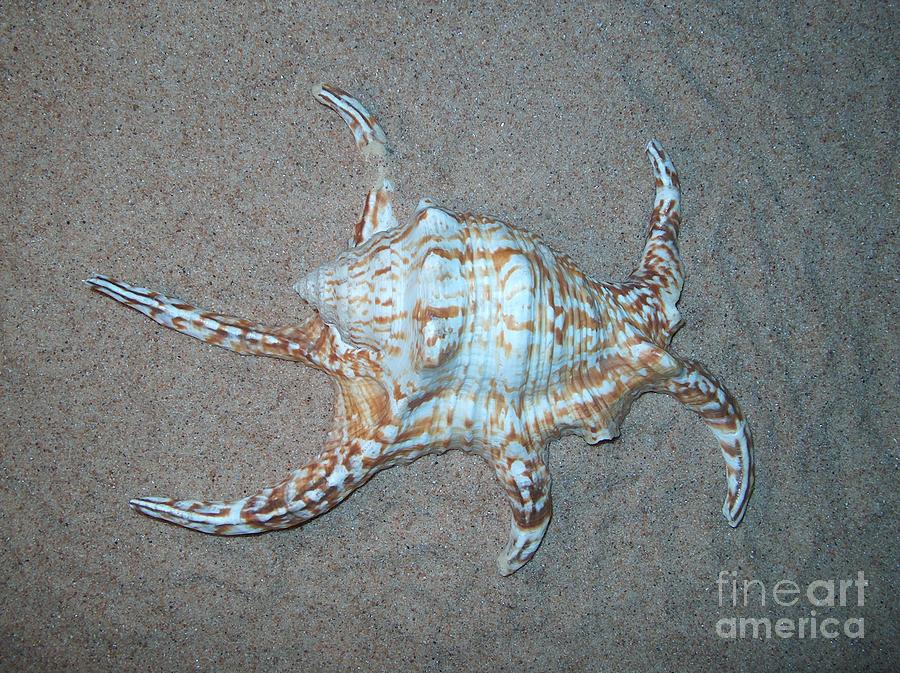 Awesome Brown and White Spider Conch Seashell on Texas Sand Photograph by Joney Jackson