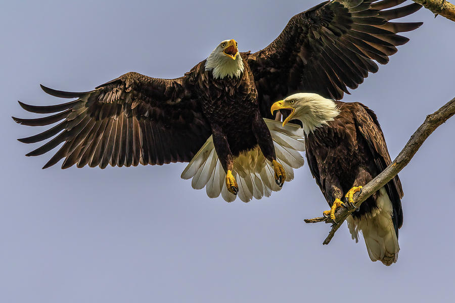 Awesome Eagles, Photograph by Michelle Pennell
