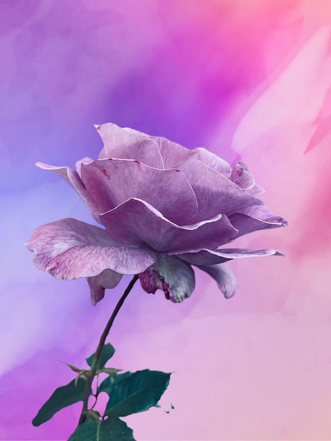 Awesome Lavender Rose Digital Art by Kathleen Boyles
