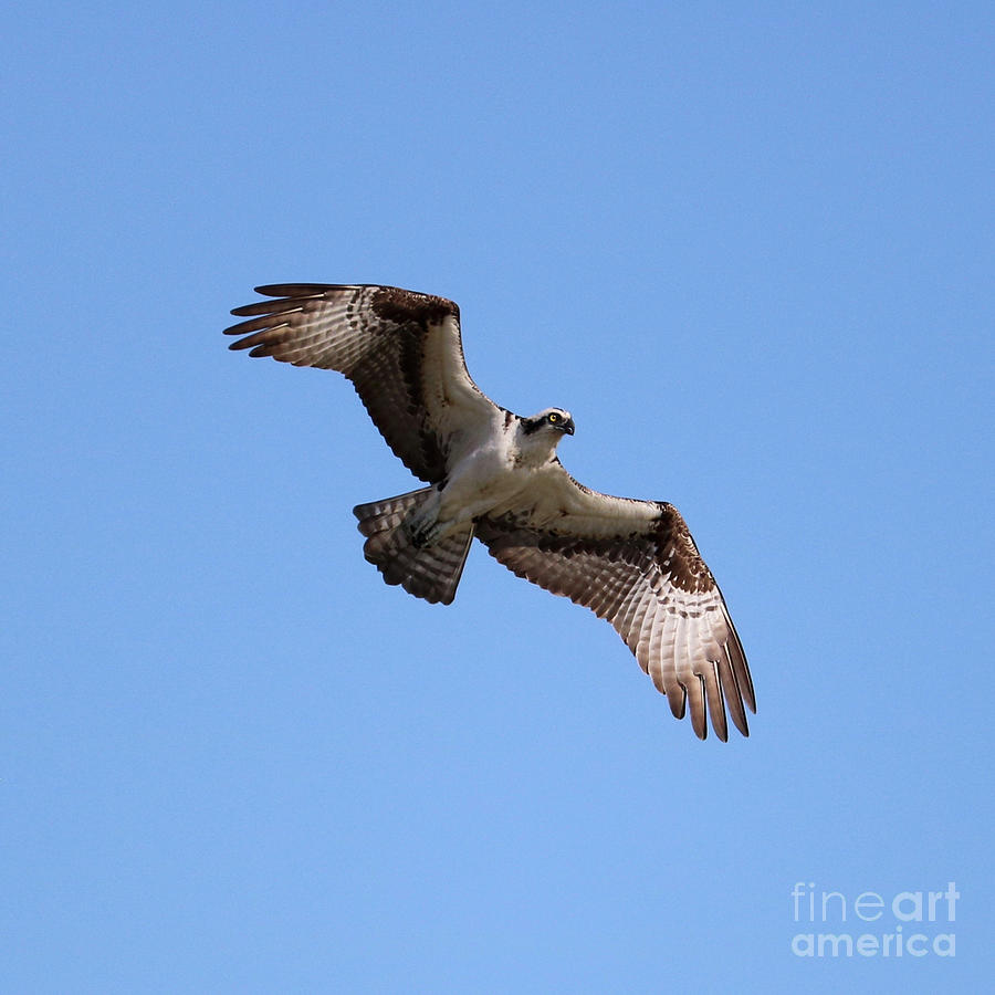 Awesome Osprey in Blue Sky Square Photograph by Carol Groenen