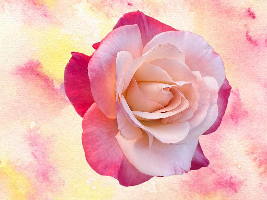 Awesome Pink Rose Digital Art by Kathleen Boyles
