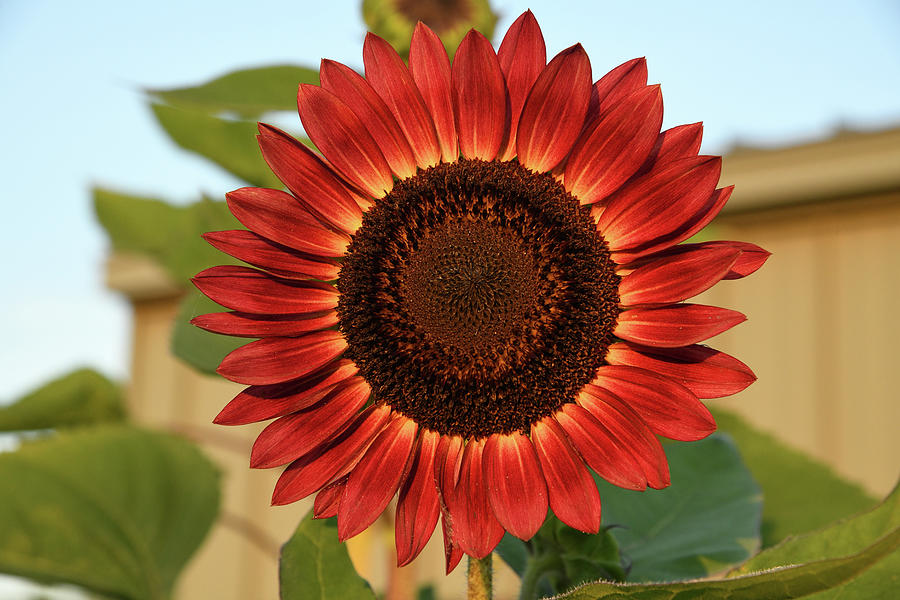 Awesome Red Sunflower Photograph by Robert Tubesing