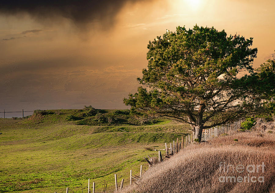 Awesome Tree Landscape California Color  Photograph by Chuck Kuhn