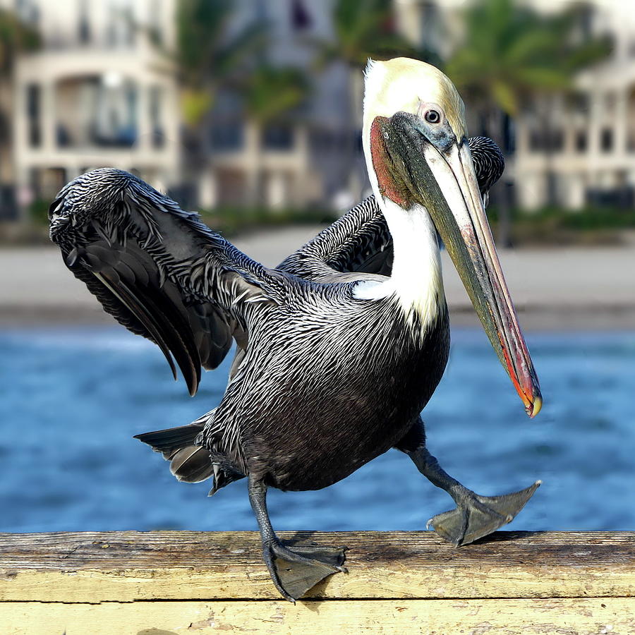 Awfully Comical Pelican Photograph by Lyuba Filatova