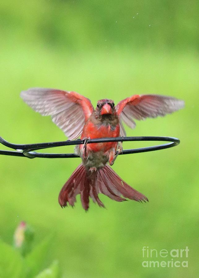 Awkward Cardinal Approach Photograph by Carol Groenen