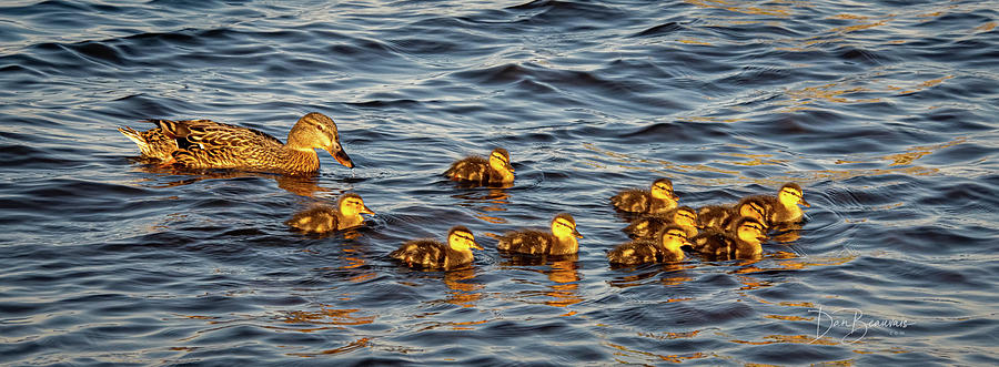 Ducks Photograph - Awww, Baby Ducks 9673 by Dan Beauvais Ducks Photograph - Awww, Baby Ducks 9673 by Dan Beauvais