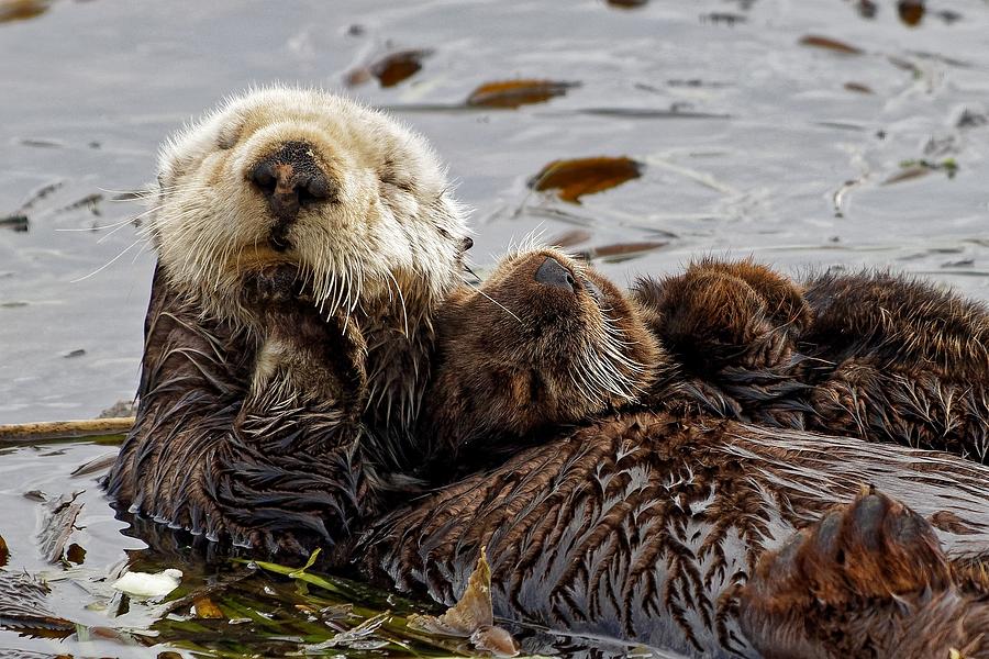 Napping - Sea Otter Pup with Mom Photograph by KJ Swan