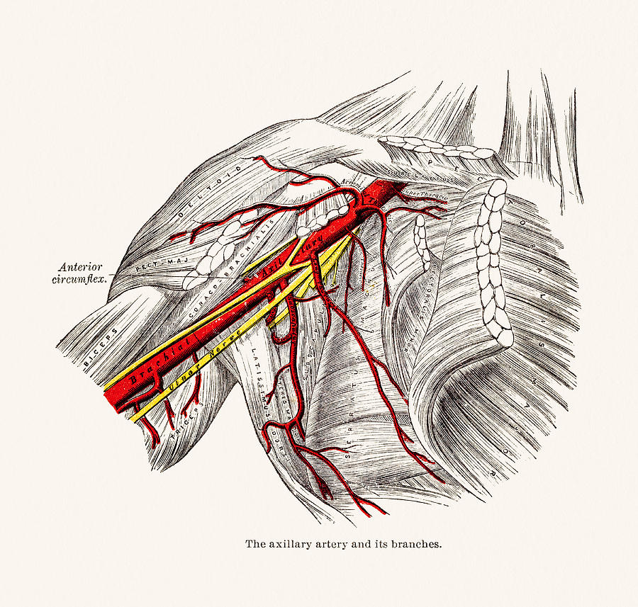 Axillary Arteries Blood Vessels Anatomy 19 century medical illustration Drawing by Mashuk