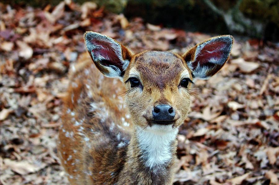 Axis Deer Fawn Photograph by Cynthia Guinn
