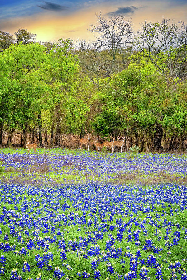 Axis in the Bluebonnet Field Photograph by Lynn Bauer