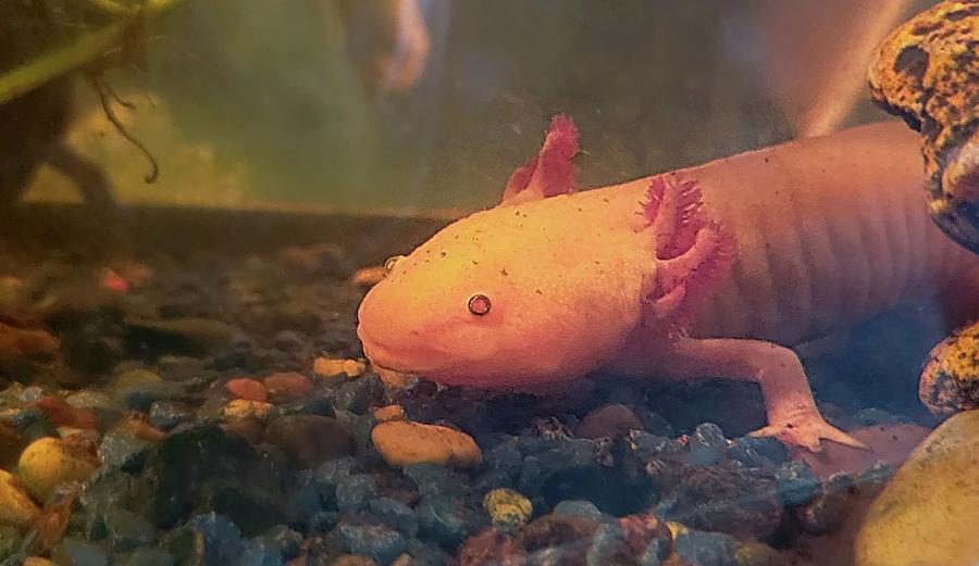 Axolotl Photograph by Ally White