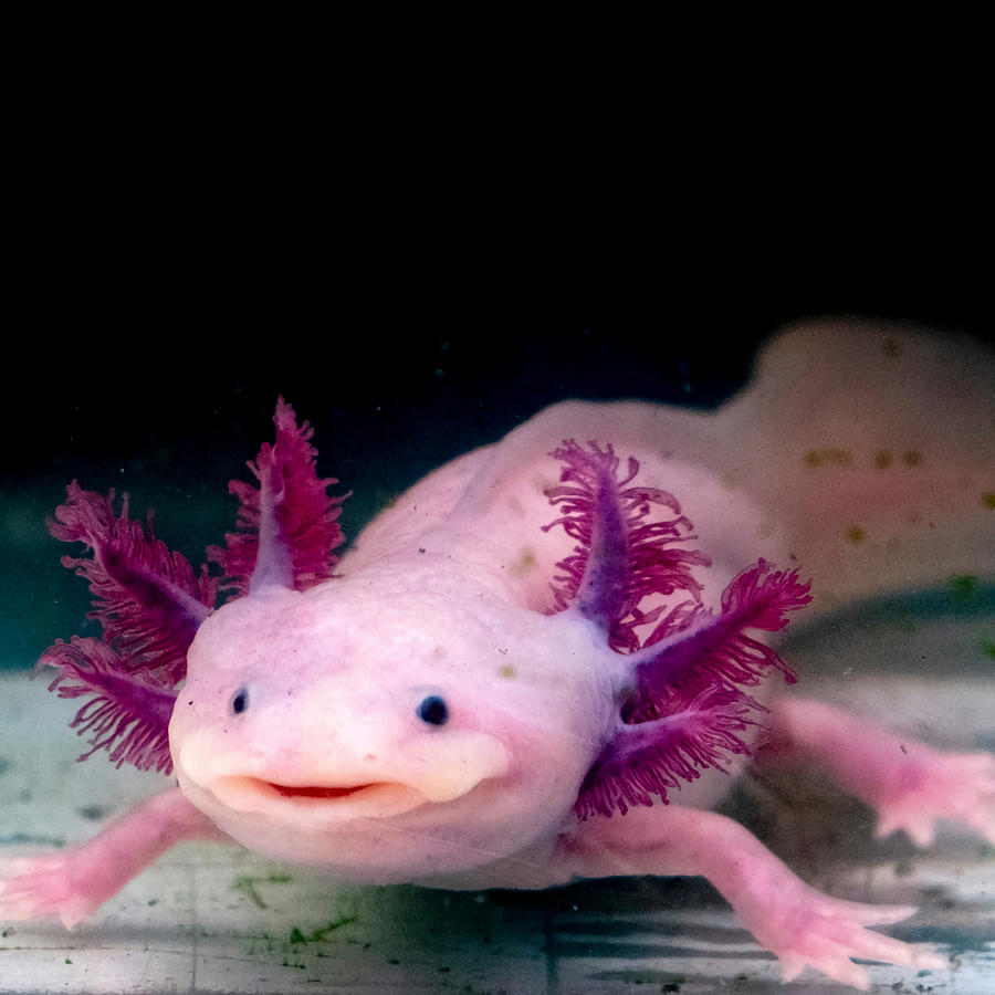 Axolotl Animal Boy Painting By Moore Tracy 