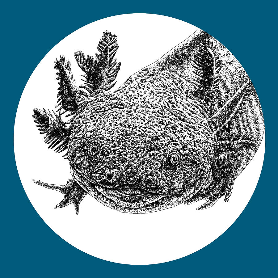 Axolotl illustration Drawing by Loren Dowding