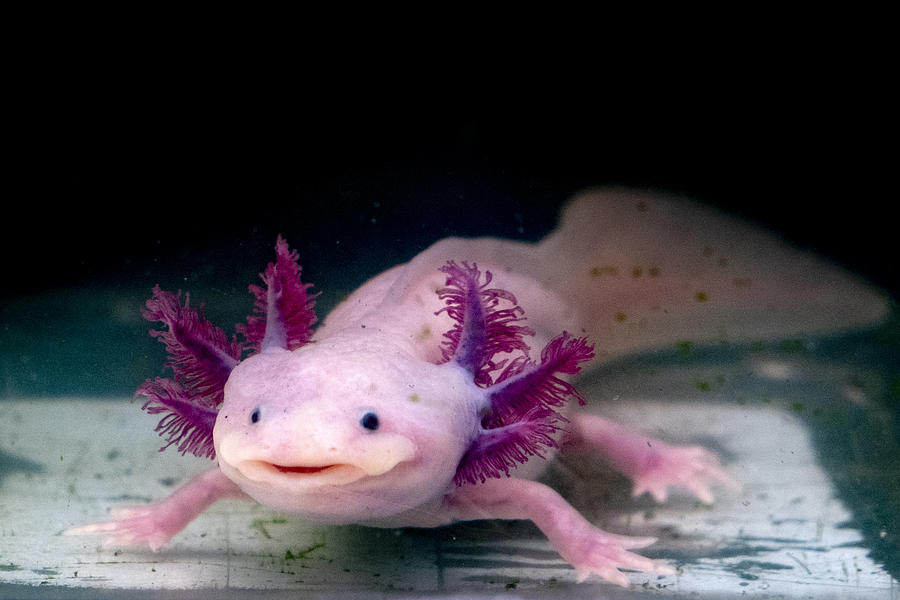 Axolotl Mexican Salamander Portrait Underwater Photograph by Izanbar