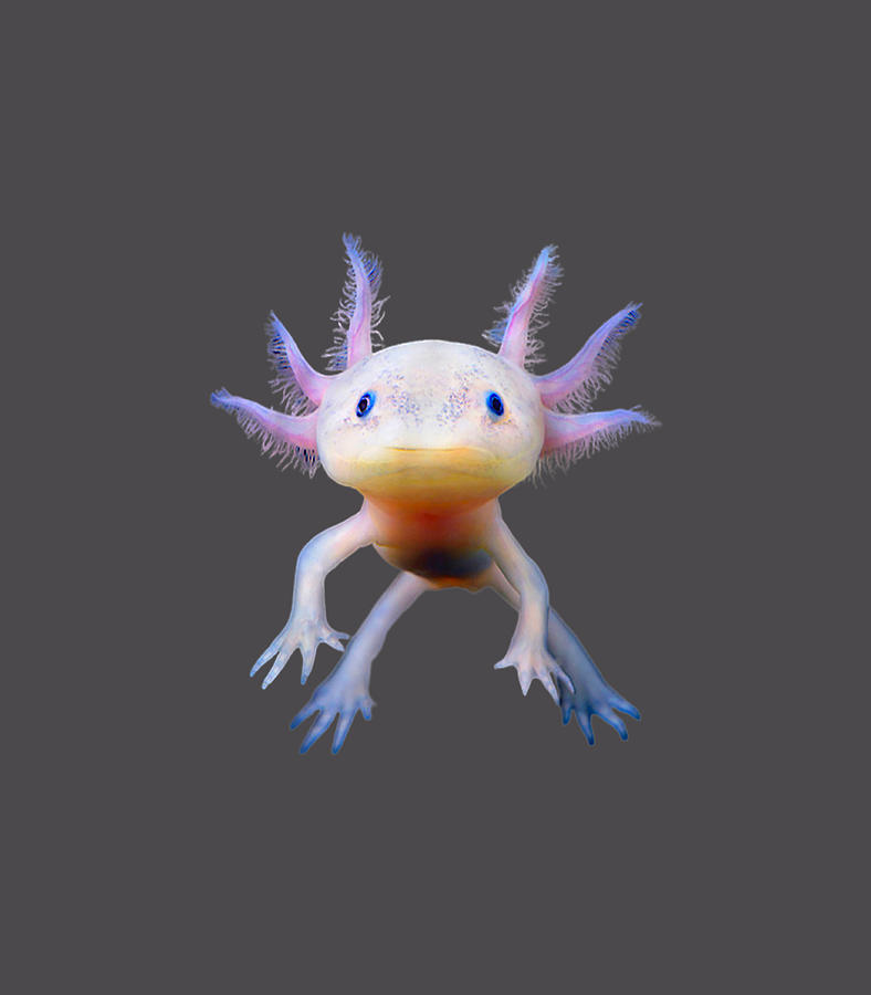 Axolotl Mexican Walking Fish Cute Amphibian Axolotl Digital Art by ...