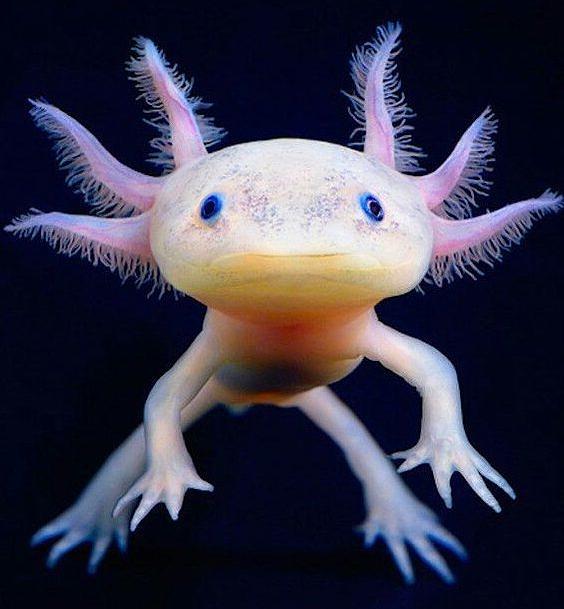 Axolotl Photograph by Paul Fresco
