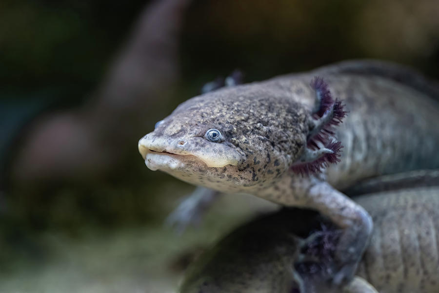 Axolotl Salamander Ambystoma Mexicanum Photograph by Artur Bogacki