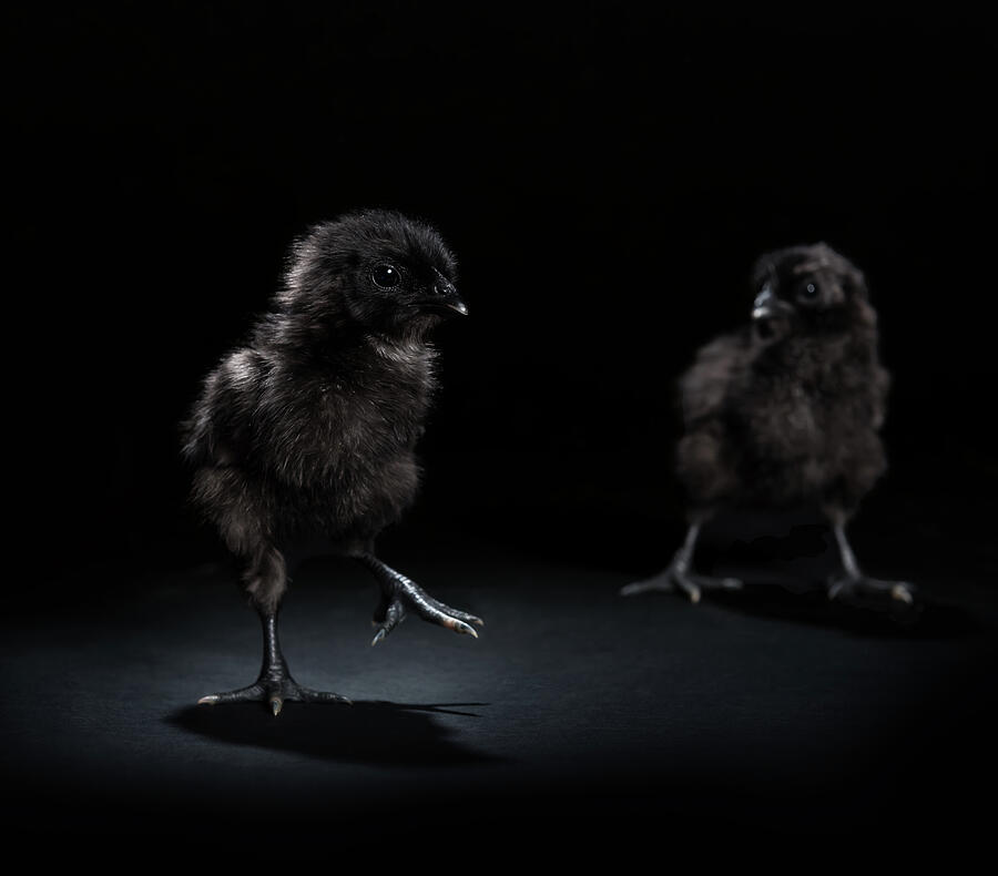 Ayam Cemani Chicks Photograph by Tracy Munson