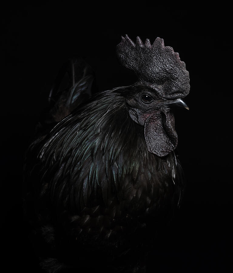 Ayam Cemani Rooster 2 Photograph by Tracy Munson