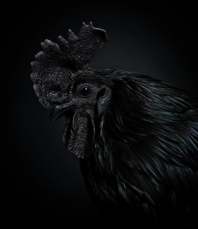 Ayam Cemani Rooster on Black Background Photograph by Tracy Munson