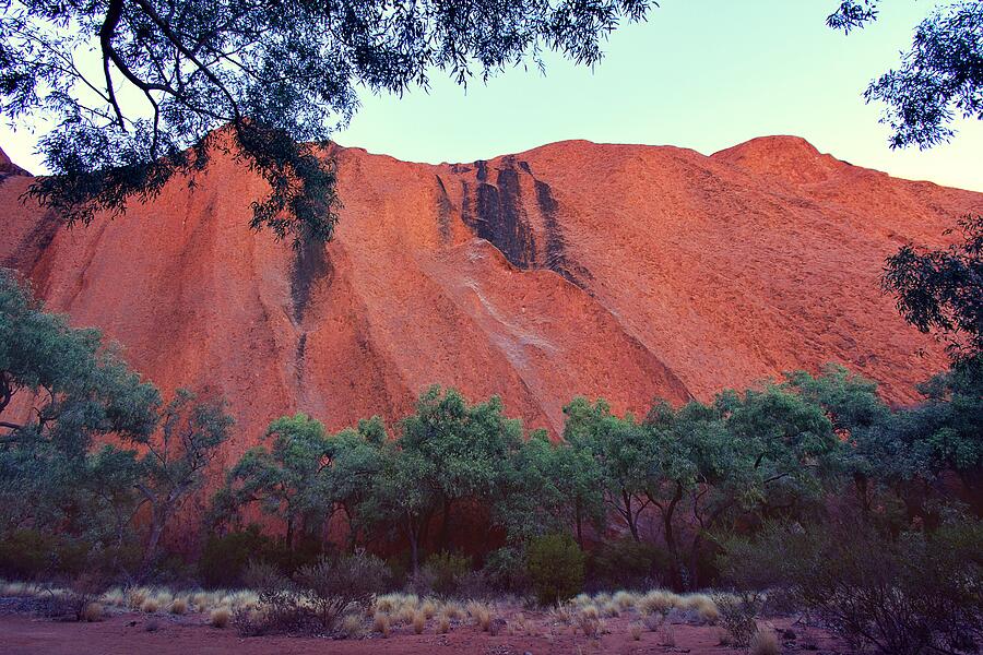 Ayers Rock - Trees Photograph by Van Thi Diep Ayers Rock - Trees Photograph by Van Thi Diep