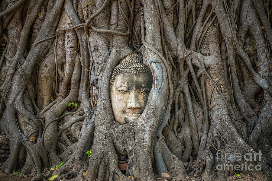 Ayutthaya historical park, Bangkok ,Thailand Photograph by Luciano Mortula