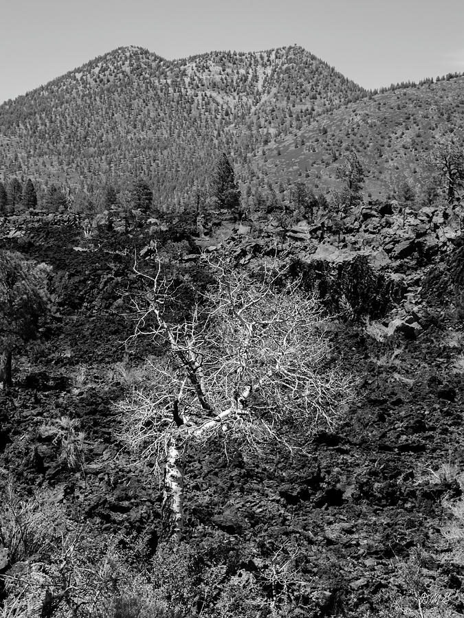 AZ Landscape from Lava Trail II BW Photograph by David Gordon