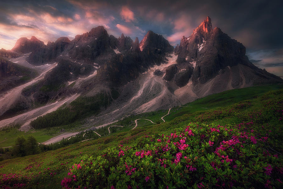 Azalea and Mountain around Baita g. Segantini Photograph by Celia Zhen