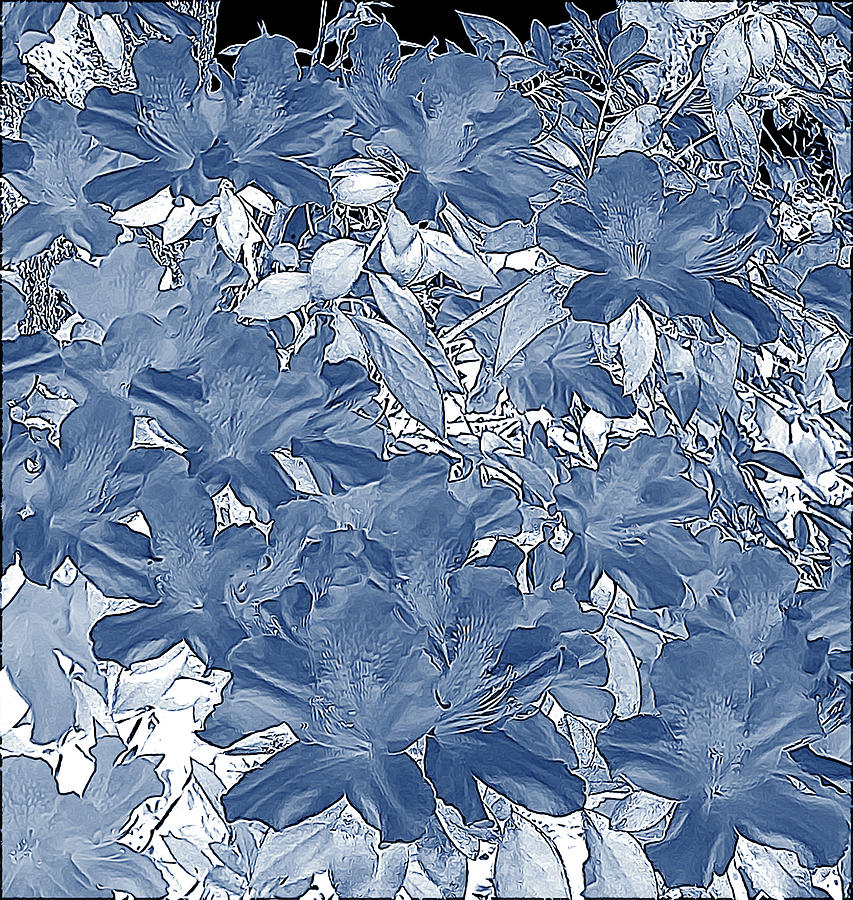 Flower Digital Art - Azalea Blooms - Painted Gray with Sepia Tones - Color Invert by Marian Bell