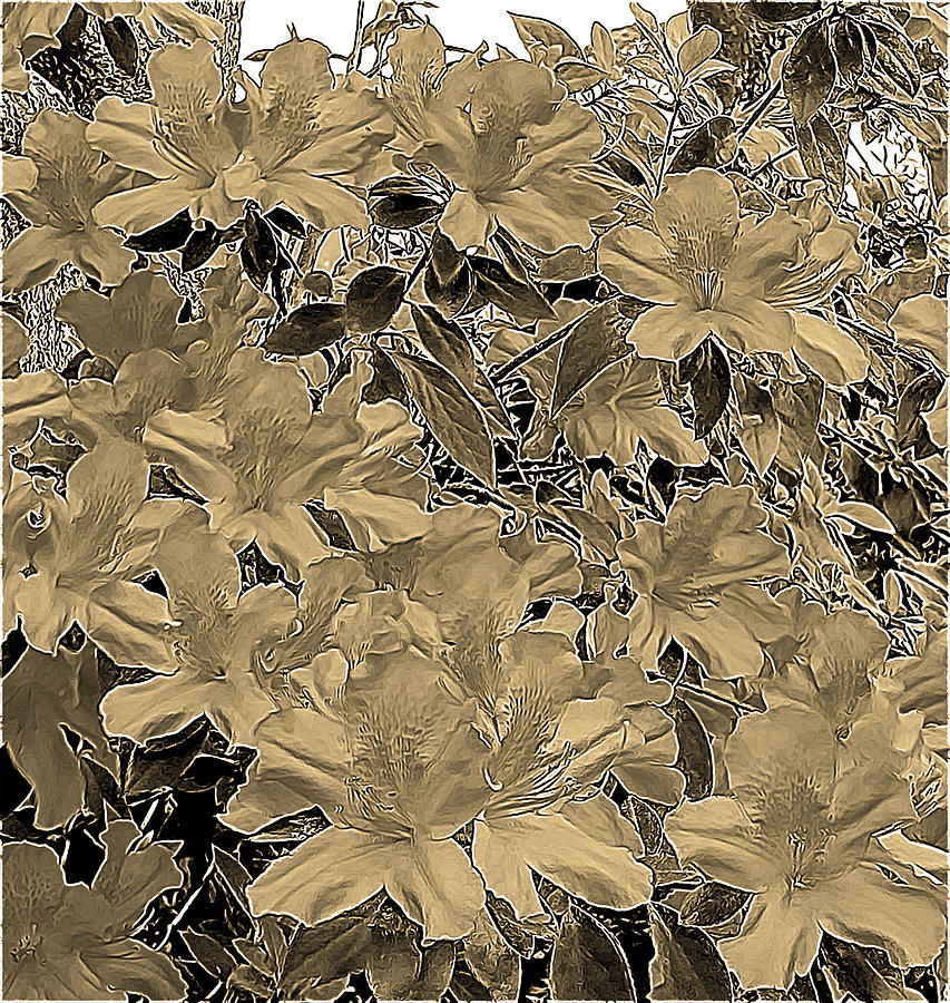 Flower Digital Art - Azalea Blooms - Painted Gray with Sepia Tones by Marian Bell