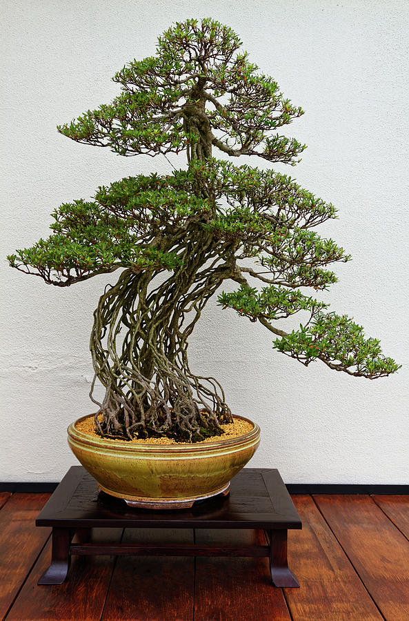 Azalea Bonsai Photograph by Sally Weigand - Fine Art America