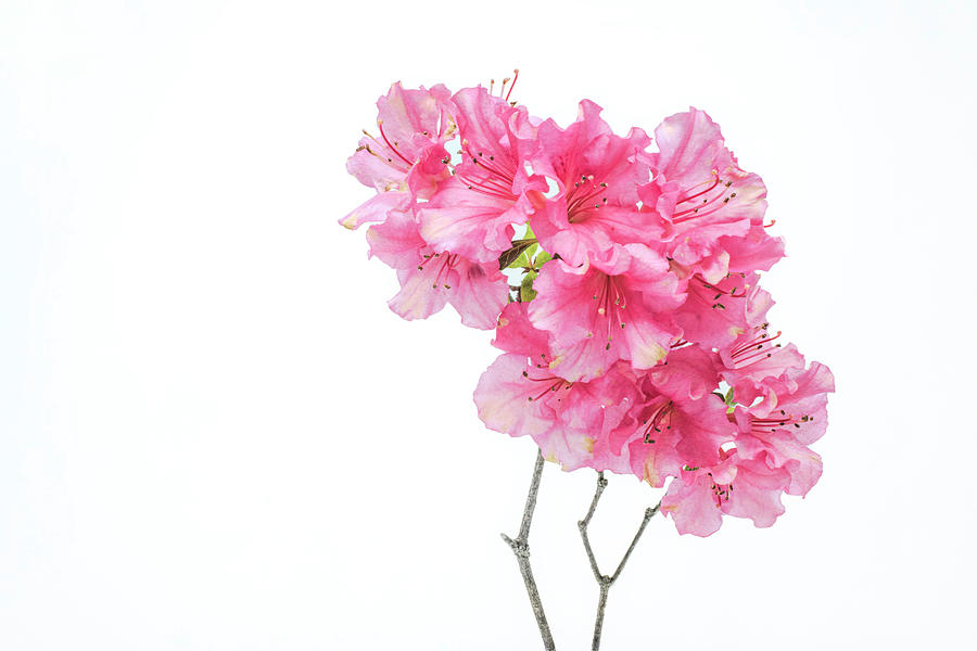 Flower Photograph - Azalea Branch by Sandi Kroll
