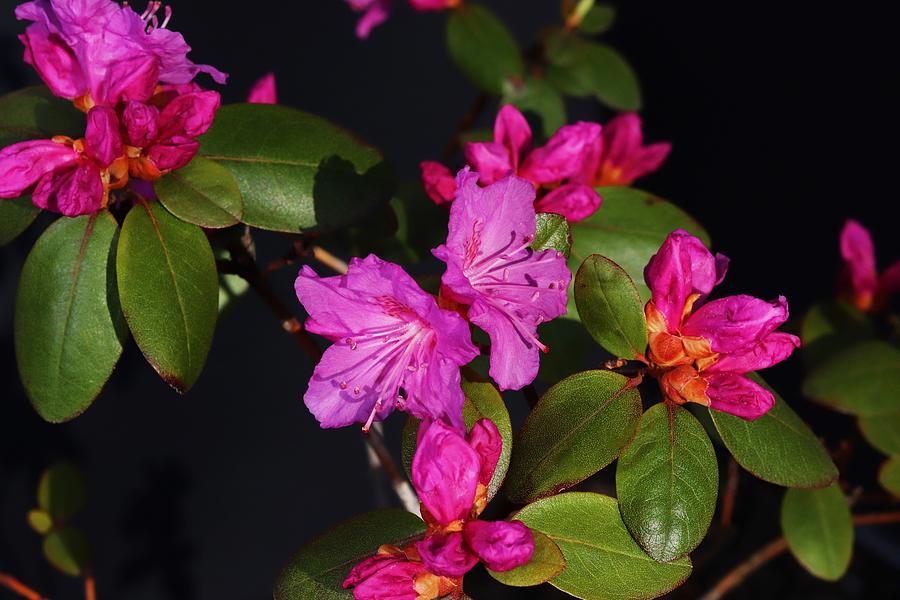 Azalea Buds And Blossoms Photograph