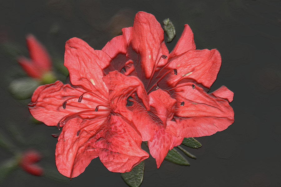 Azalea Flower Photograph by Mingming Jiang