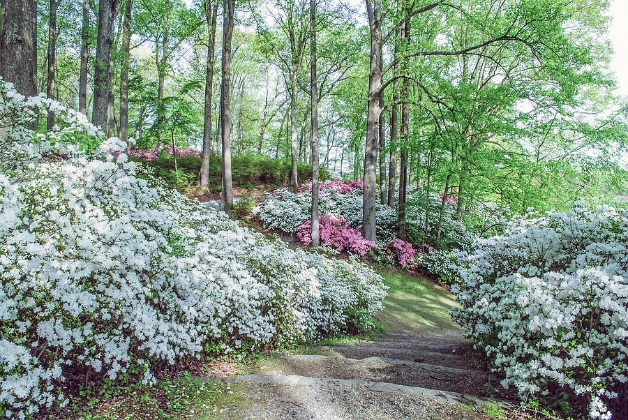 Azalea Garden at Peak Bloom Photograph by Teresa Hughes