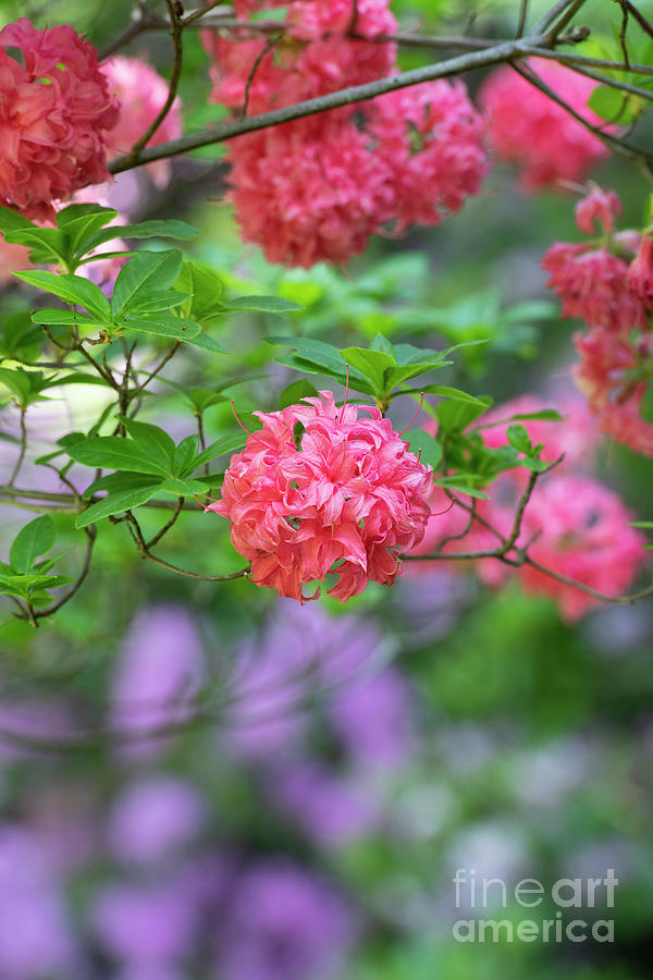 Flower Photograph - Azalea Homebush  by Tim Gainey