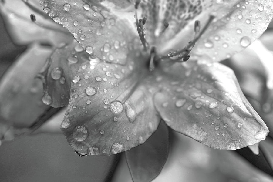 Azalea in Black and White Photograph by Stamp City