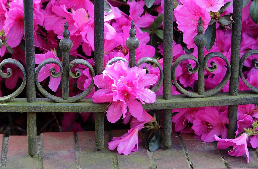 Azalea In Iron Fence Photograph by Cynthia Guinn