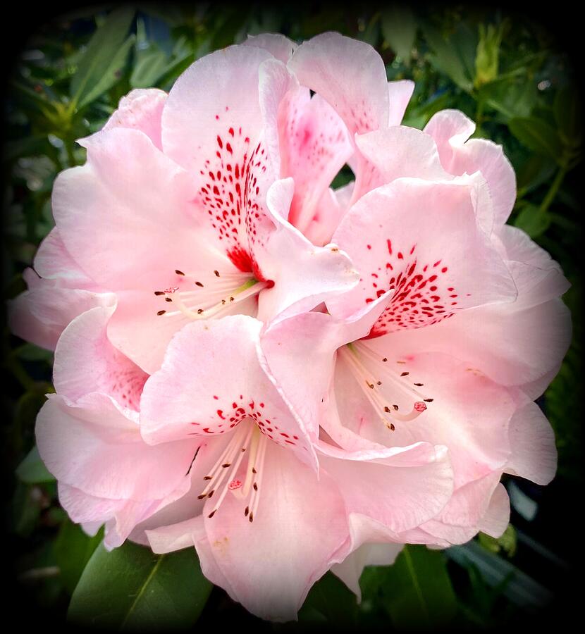 Azalea In The Pink Photograph by VIVA Anderson