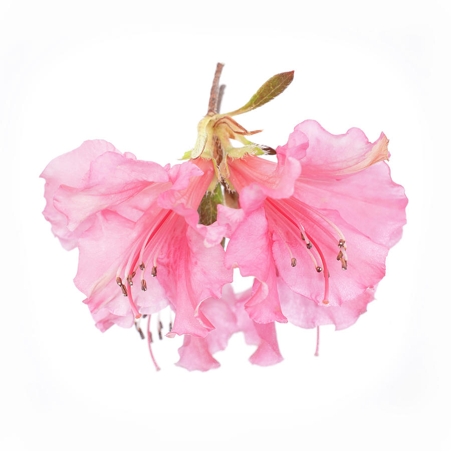 Flower Photograph - Azalea by Sandi Kroll