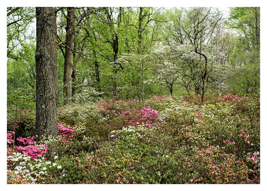 Azalea Season Photograph by Teresa Hughes - Fine Art America