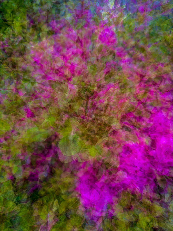 Azalea Tapestry Photograph by Cate Franklyn Azalea Tapestry Photograph by Cate Franklyn