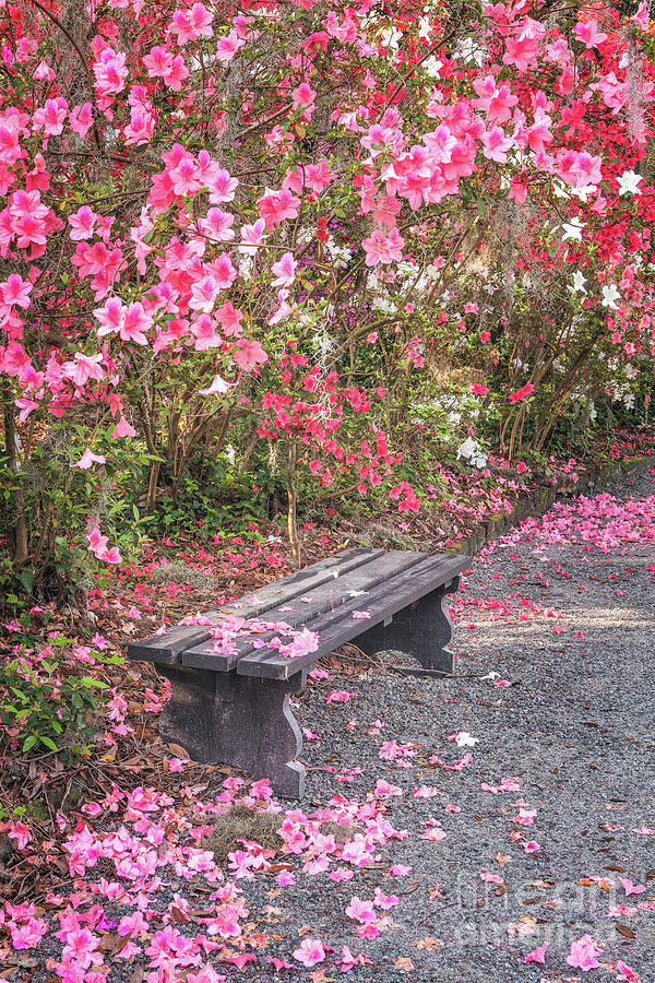 Azaleas and Bench 273 Photograph by Maria Struss Photography