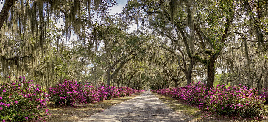 Azaleas and Oaks, Bonaventure Cemetery, Savannah, Georgia Photograph by Dawna Moore Photography