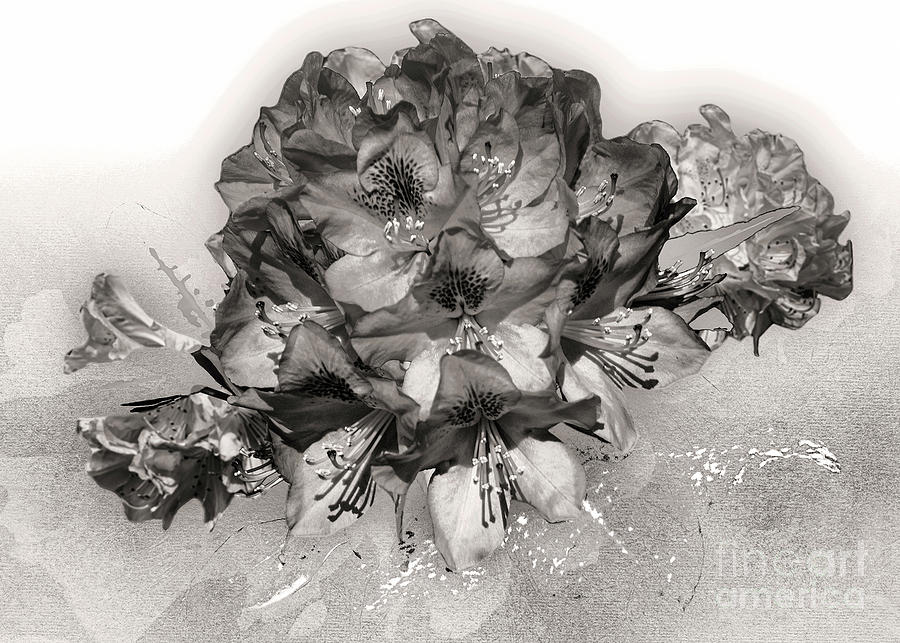 Azaleas - Black And White Digital Art by Anthony Ellis