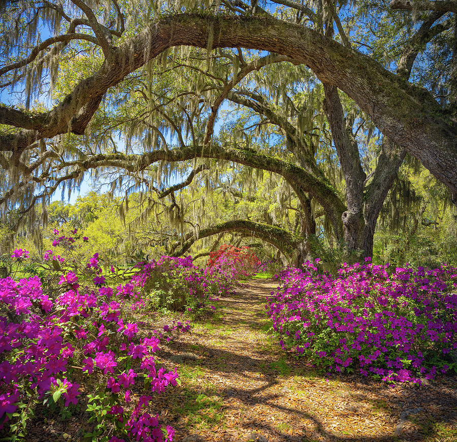 Azaleas flowers under oak trees Photograph by Margaret Wiktor - Pixels