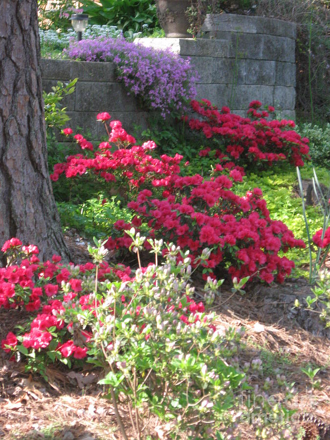 Azaleas Garden - Front of North Raleigh NC Home Photograph by Catherine Ludwig Donleycott