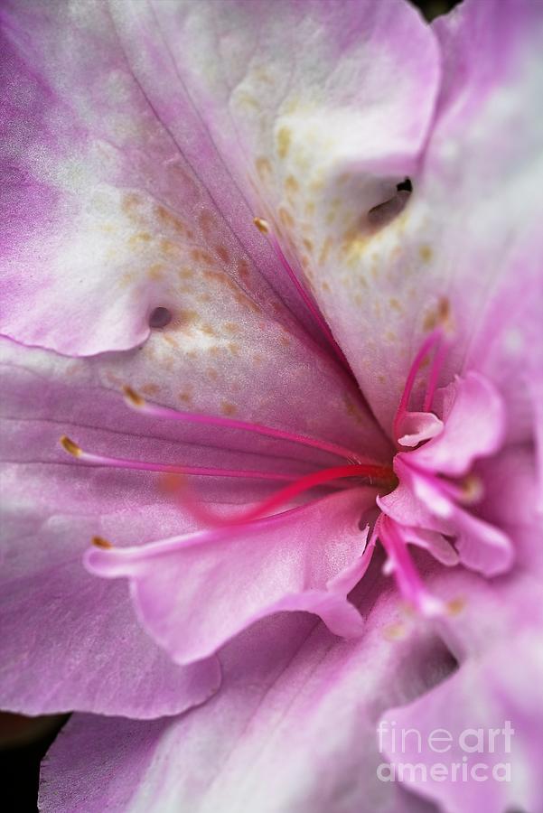 Nature Photograph - Azaleas Heart by Joy Watson